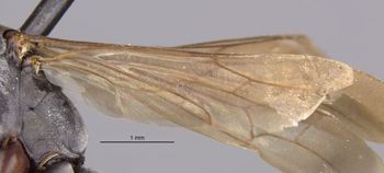 Media type: image;   Entomology 29325 Aspect: Wing hind